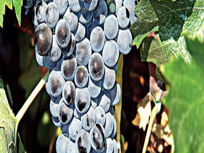 Αγιωργίτικο